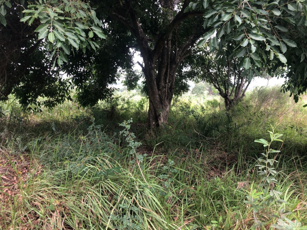 Vacant land for investment in Catembe, Mozambique - 3MQ1640675 Vacant land for investment in Catembe, Mozambique - 3MQ1640675