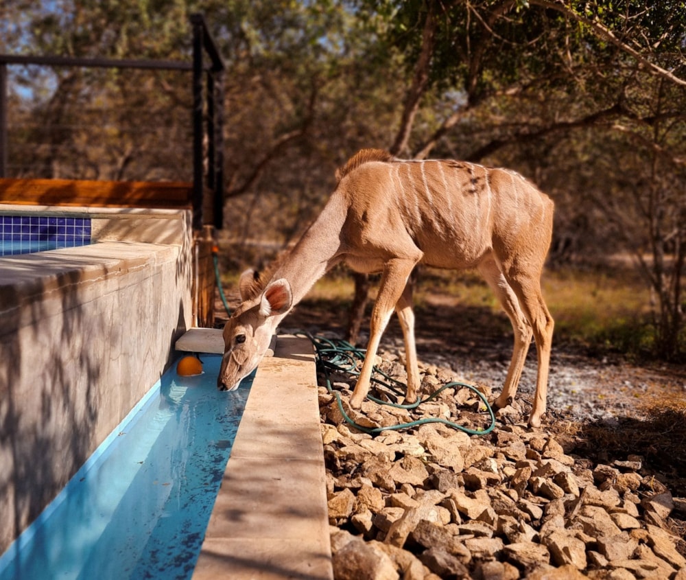 House to rent in Marloth Park - 1NK1644266 House to rent in Marloth Park - 1NK1644266