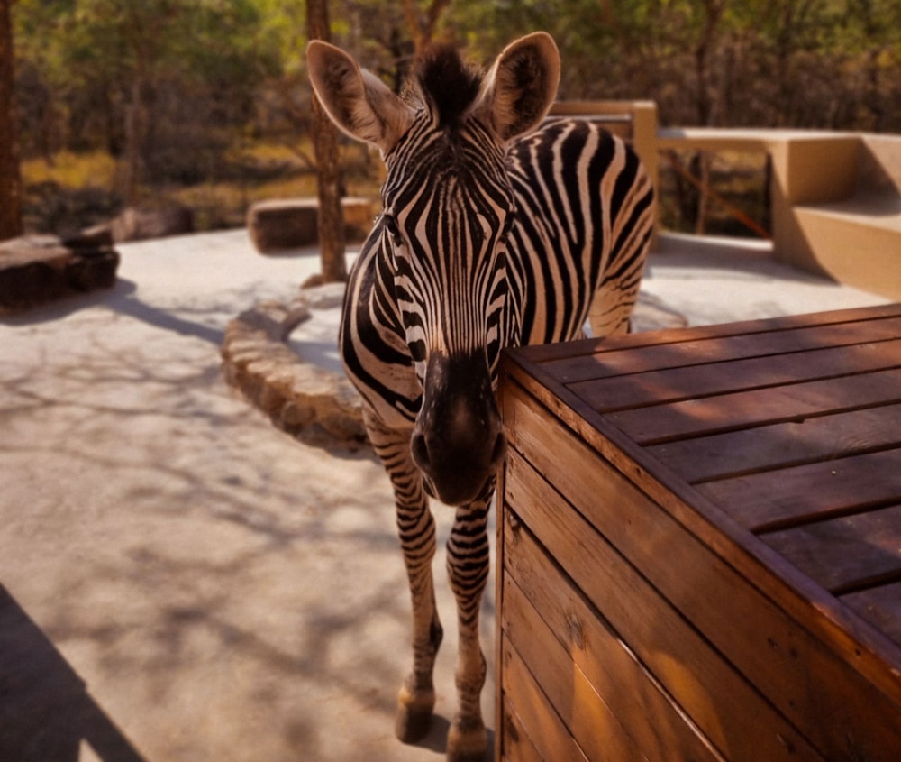 House to rent in Marloth Park - 1NK1644266 House to rent in Marloth Park - 1NK1644266