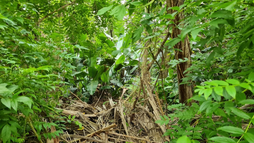 Residential vacant land for sale in Trafalgar - 1PD1641383