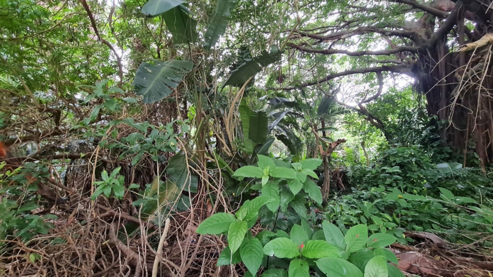 Residential vacant land for sale in Trafalgar - 1PD1641383