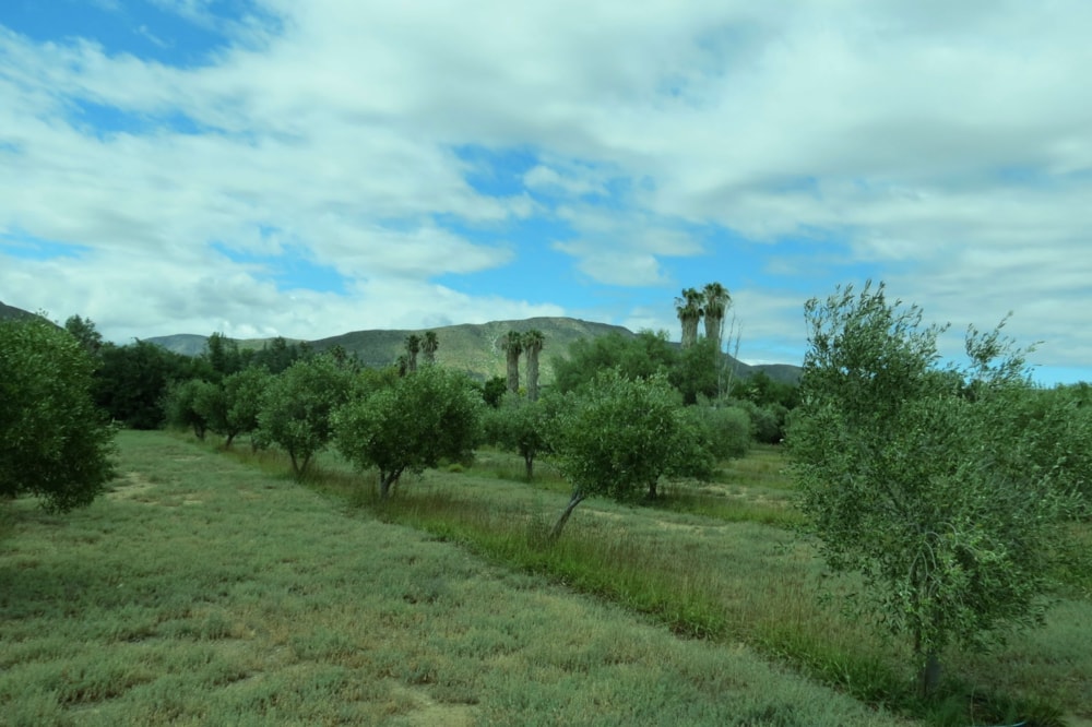 Vacant land for sale in Prince Albert - 1KK1751061 Vacant land for sale in Prince Albert - 1KK1751061