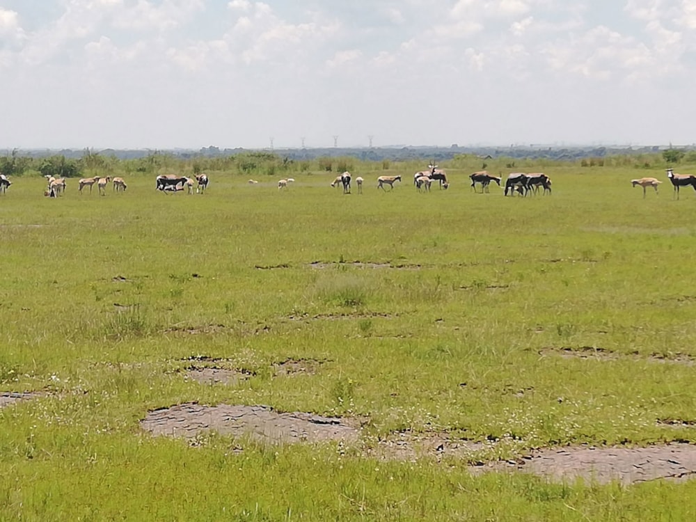 House for sale in Vaaldam SH - 1VT1679468 House for sale in Vaaldam SH - 1VT1679468