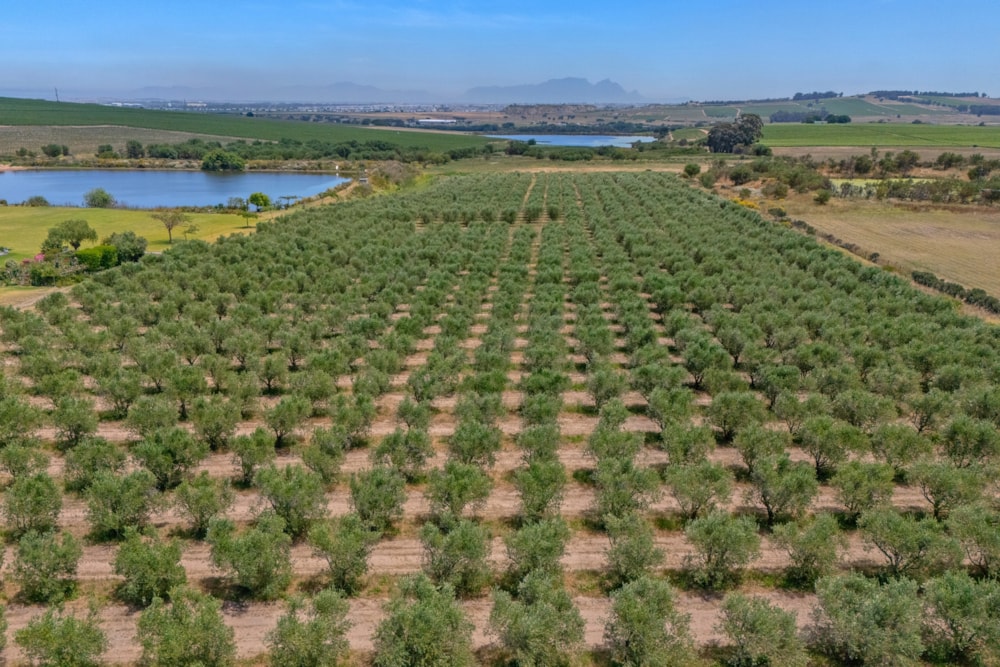 Lifestyle property for sale in Stellenbosch Farms - ST1643436 Lifestyle property for sale in Stellenbosch Farms - ST1643436