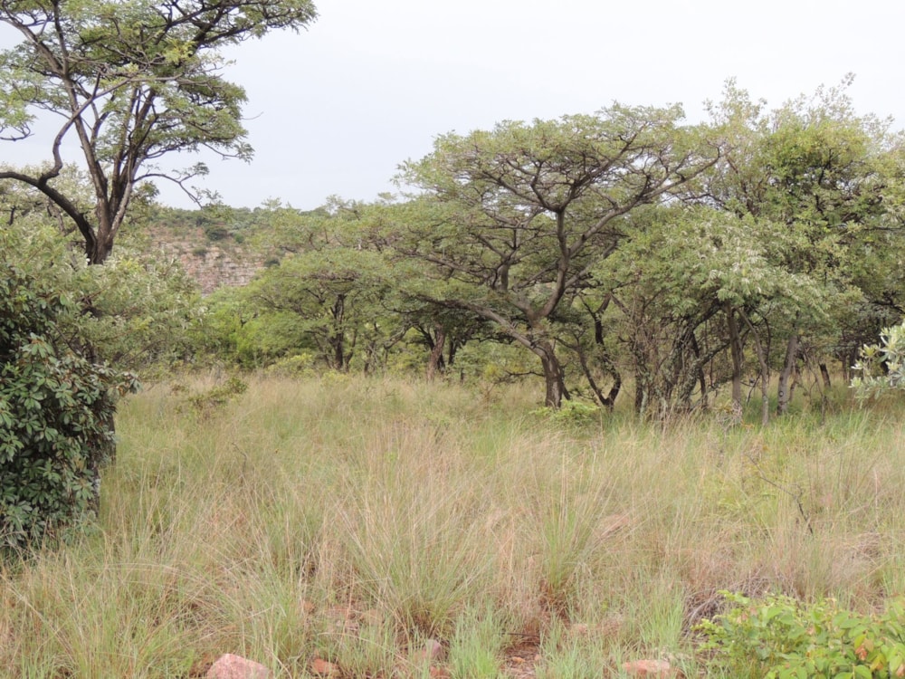 Vacant land for sale in Bela Bela Rural - 1MDM1659542