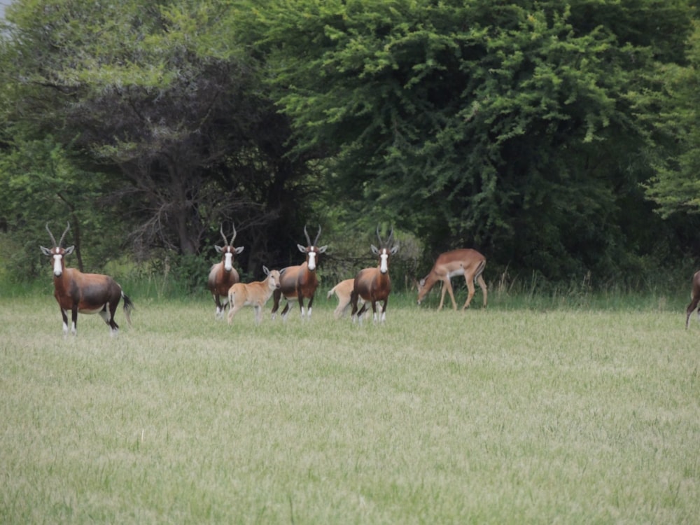 Vacant land for sale in Bela Bela Rural - 1MDM1659542