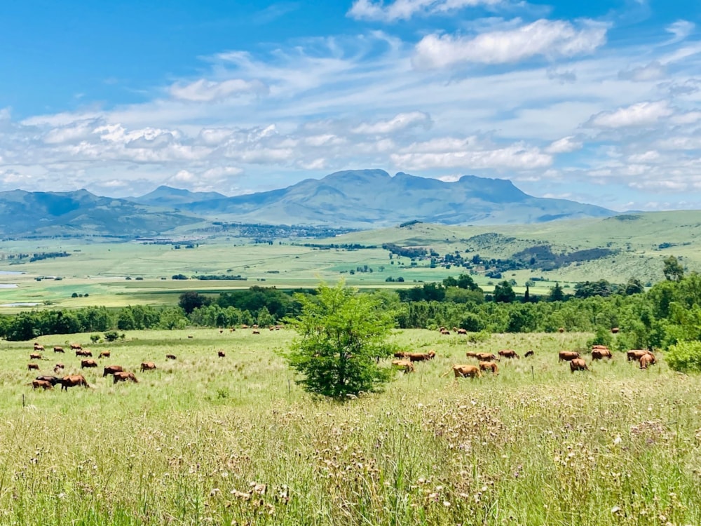 Smallholding sold in Kokstad - 1UB1643128 Smallholding sold in Kokstad - 1UB1643128