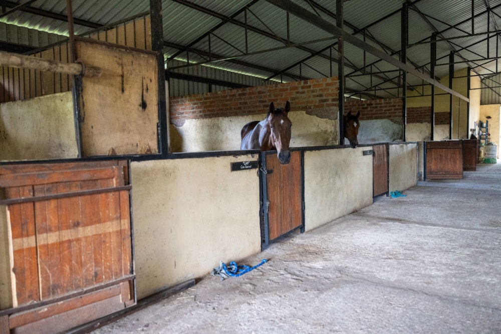 House for sale in Ruwa, Zimbabwe - 3ZB1644097 House for sale in Ruwa, Zimbabwe - 3ZB1644097