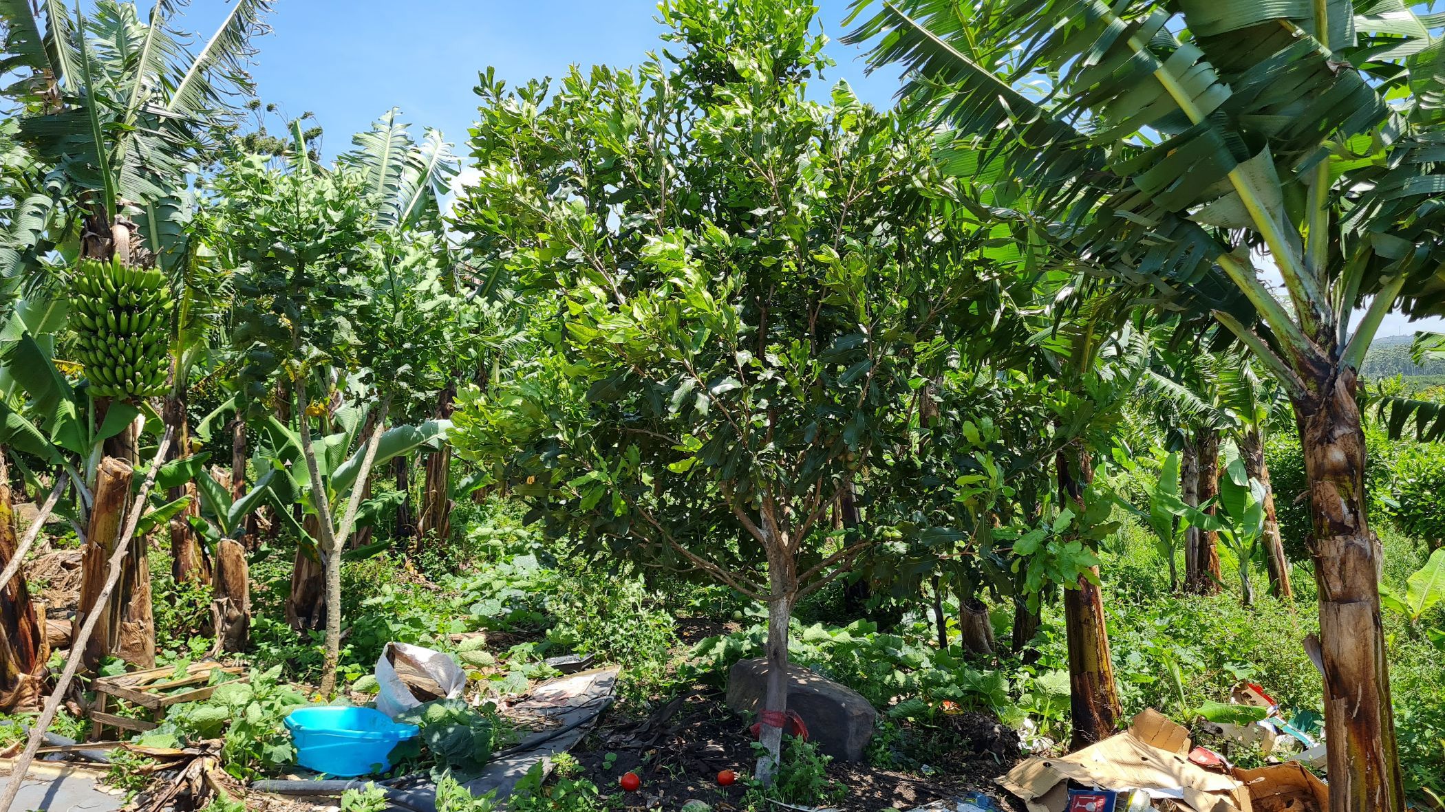 Mixed use farm for sale in Banners Rest - 1PD1641328