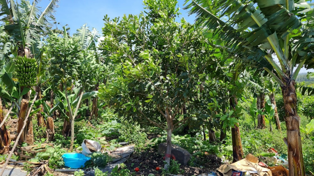 Mixed use farm for sale in Banners Rest - 1PD1641328 Mixed use farm for sale in Banners Rest - 1PD1641328