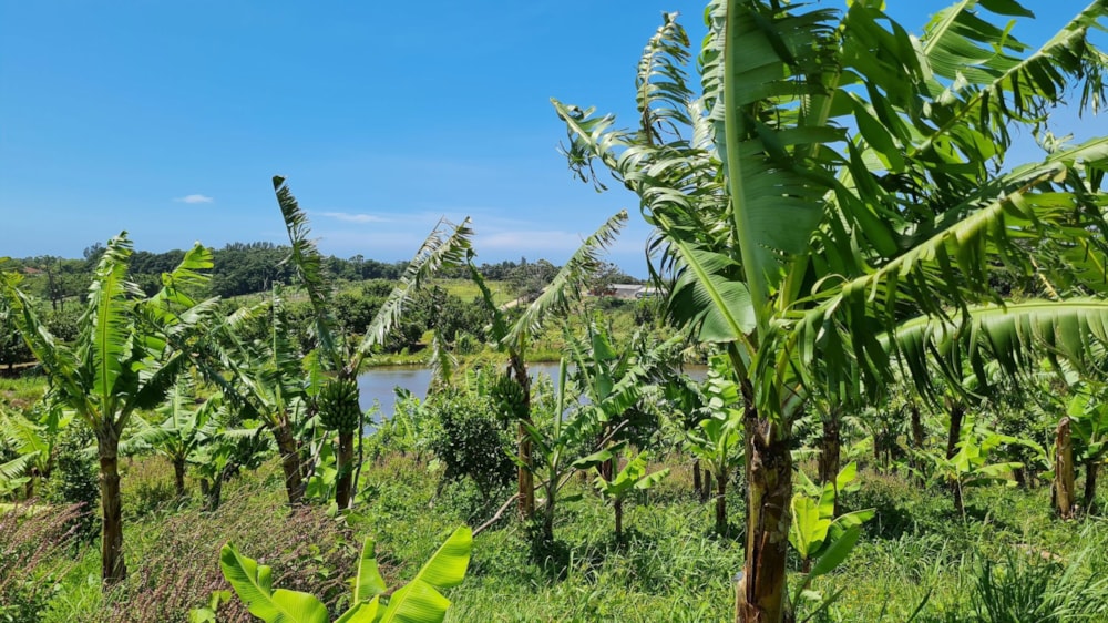 Mixed use farm for sale in Banners Rest - 1PD1641328 Mixed use farm for sale in Banners Rest - 1PD1641328