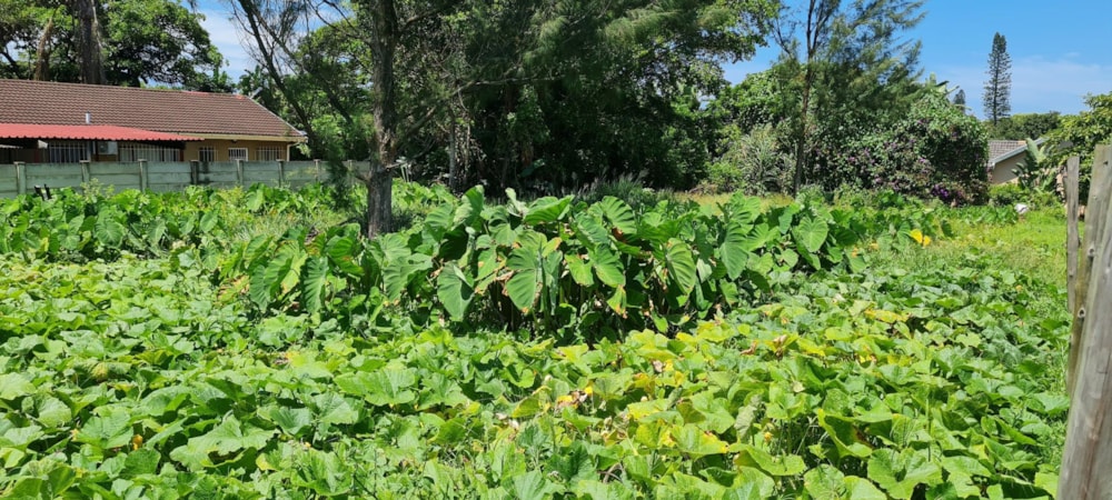 Residential vacant land for sale in Port Edward - 1PD1644092