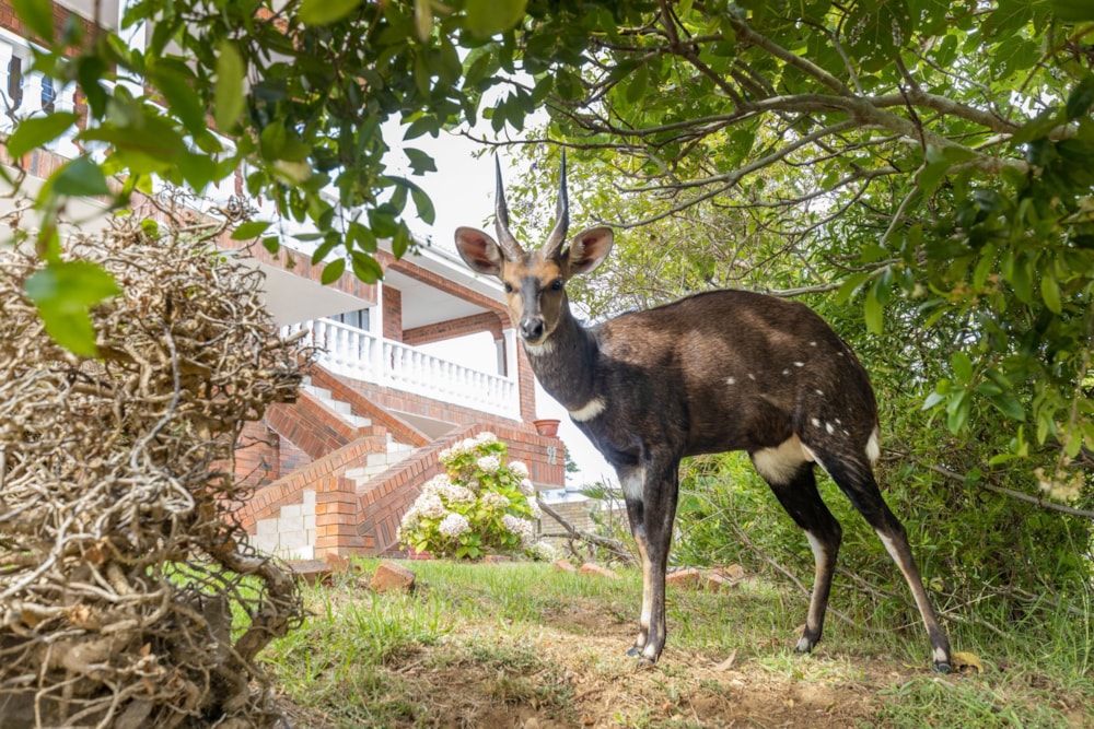 House sold in Dana Bay - 1MB1646102 House sold in Dana Bay - 1MB1646102