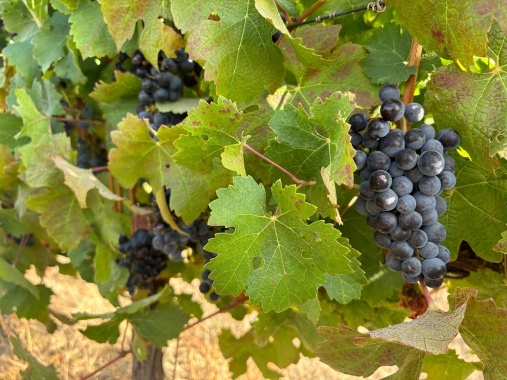 Wine farm sold in Stellenbosch Farms - ST1628031 Wine farm sold in Stellenbosch Farms - ST1628031