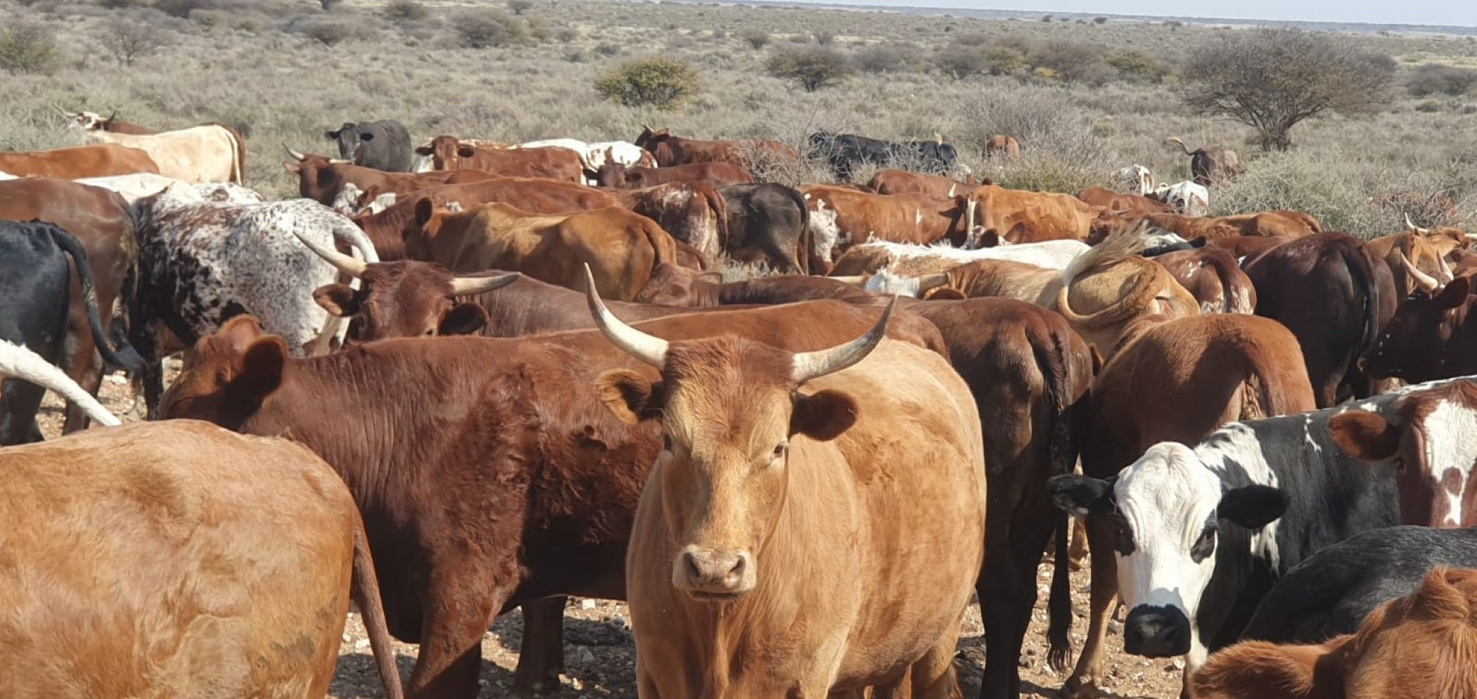 Livestock farm for sale in Hopetown - 1KJ1632573