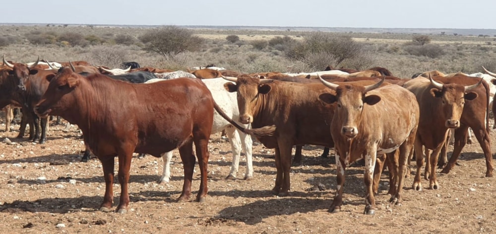 Livestock farm for sale in Hopetown - 1KJ1632573 Livestock farm for sale in Hopetown - 1KJ1632573