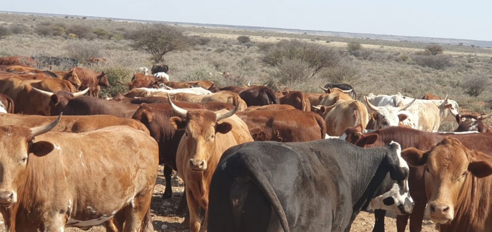 Livestock farm for sale in Hopetown - 1KJ1632573 Livestock farm for sale in Hopetown - 1KJ1632573