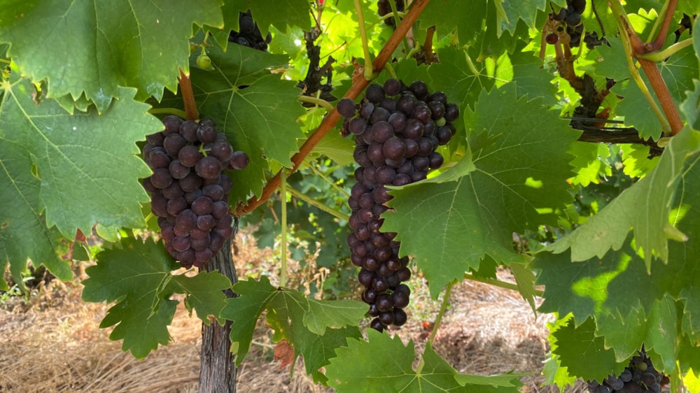 Fruit farm for sale in Montagu - MON1646764 Fruit farm for sale in Montagu - MON1646764