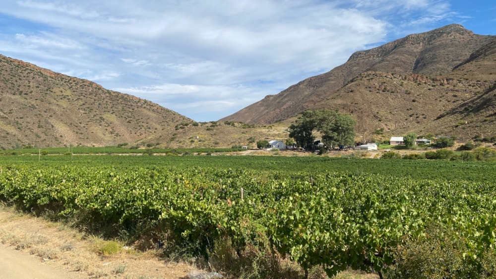 Fruit farm for sale in Montagu - MON1646764 Fruit farm for sale in Montagu - MON1646764