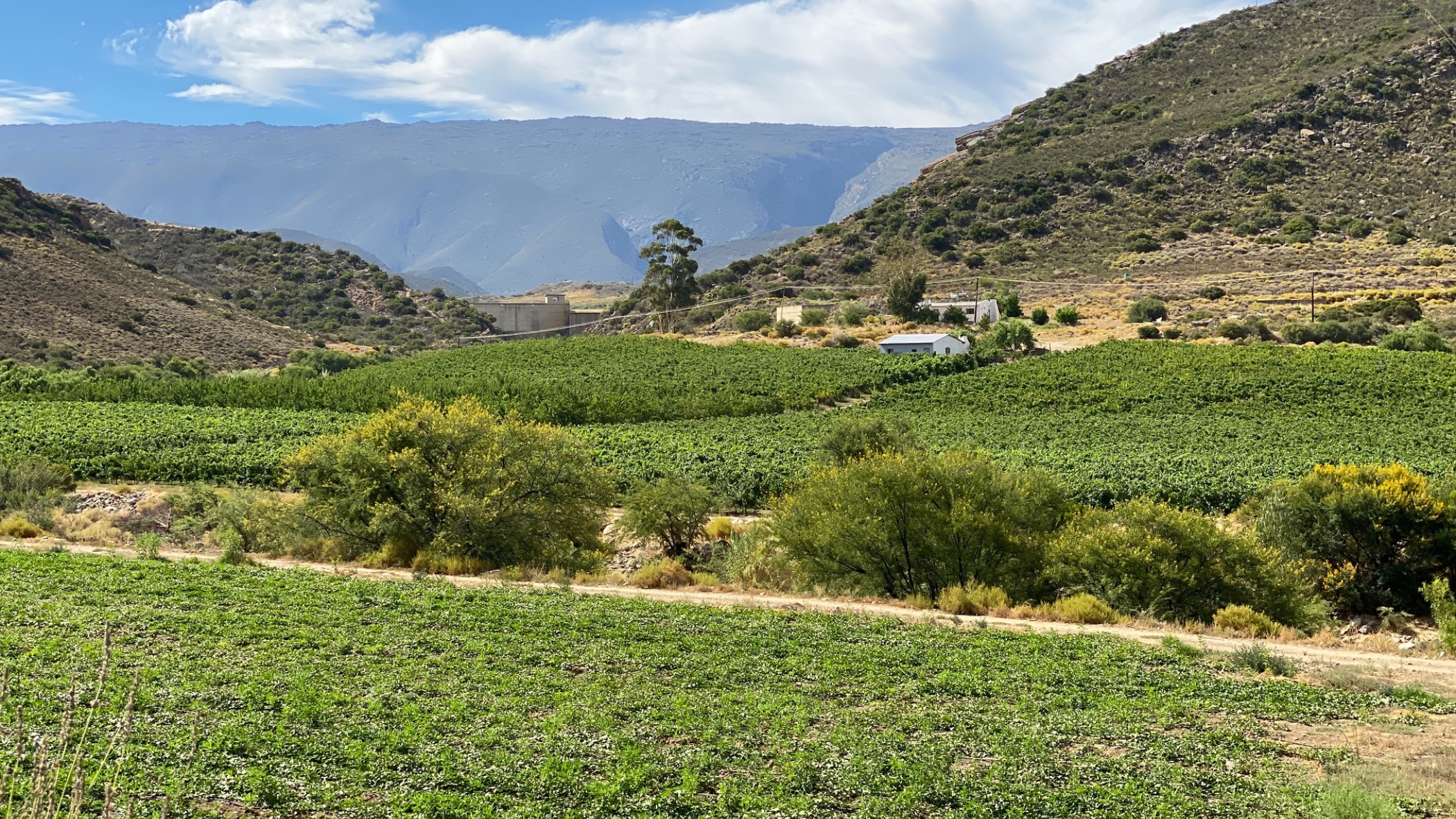 Fruit farm for sale in Montagu - MON1646764