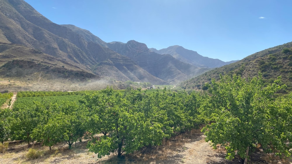 Fruit farm for sale in Montagu - MON1646764 Fruit farm for sale in Montagu - MON1646764