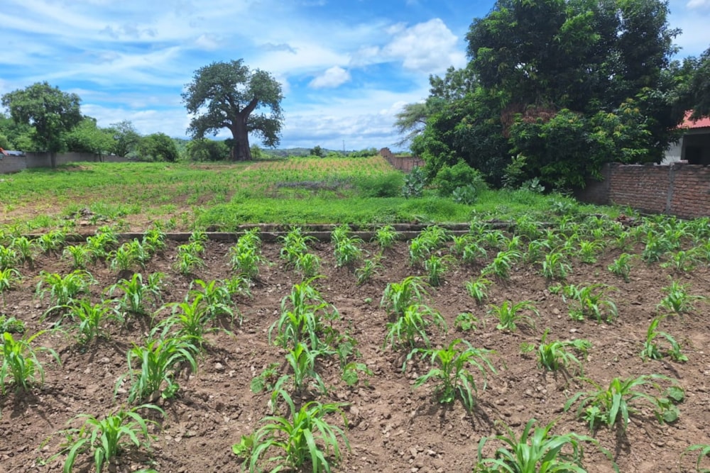 Vacant land for investment in Moatize, Mozambique - 3MQ1645576