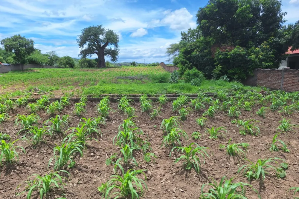 Vacant land for investment in Moatize, Mozambique - 3MQ1645576 Vacant land for investment in Moatize, Mozambique - 3MQ1645576