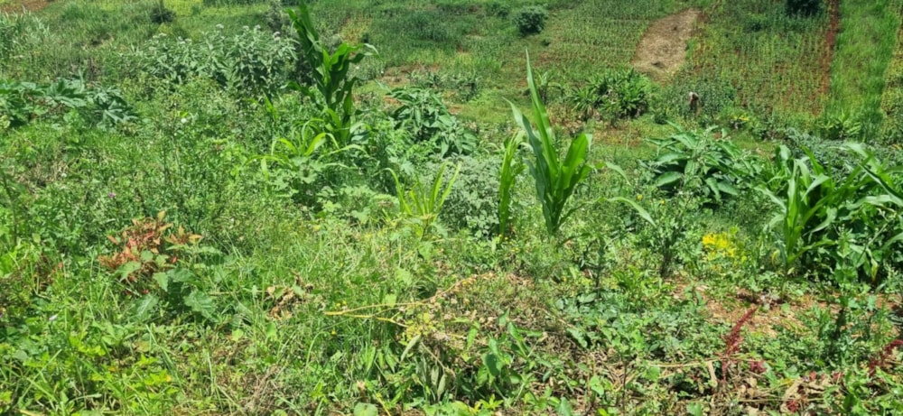 Vacant land sold in New Kitisuru, Kenya - 3KE1668541 Vacant land sold in New Kitisuru, Kenya - 3KE1668541