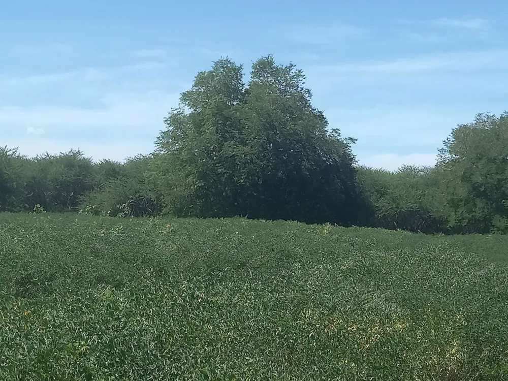 Residential vacant land for sale in Tamarin, Mauritius - MUR1727859 Residential vacant land for sale in Tamarin, Mauritius - MUR1727859
