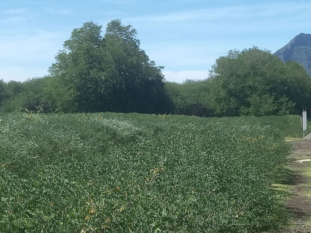 Residential vacant land for sale in Tamarin, Mauritius - MUR1647352 Residential vacant land for sale in Tamarin, Mauritius - MUR1647352