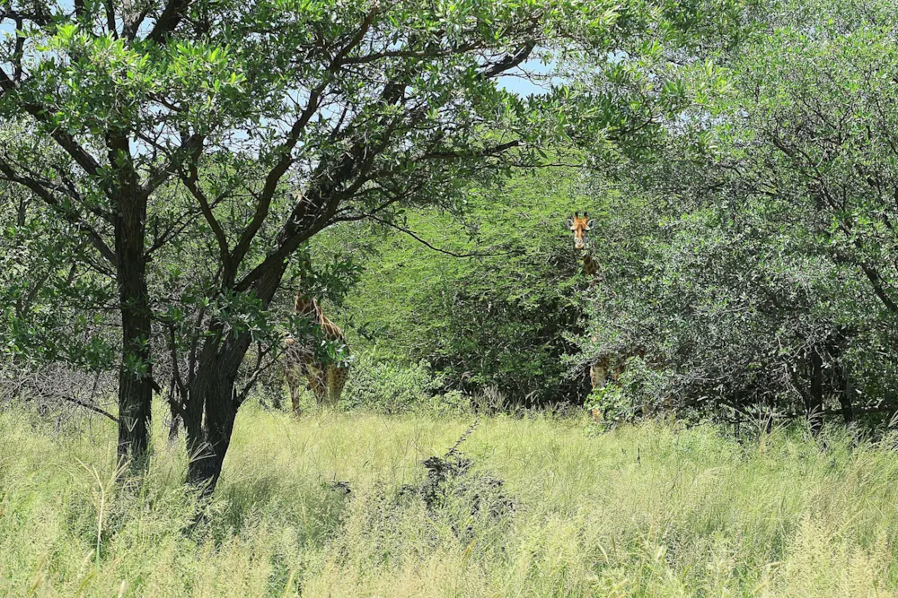 Vacant land for sale in Steenbokpan - 1ER1647470 Vacant land for sale in Steenbokpan - 1ER1647470