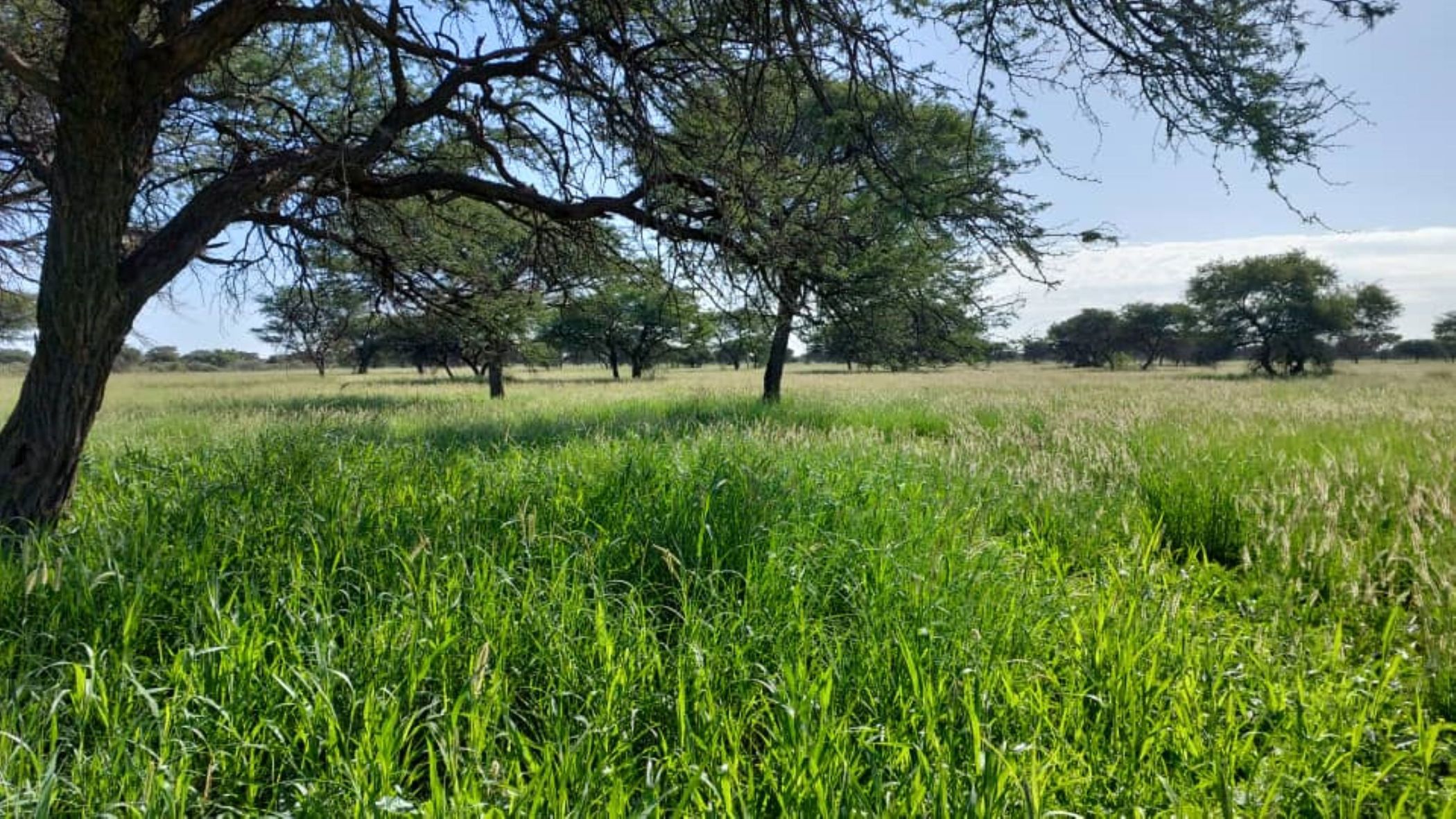 Game farm for sale in Gobabis, Omaheke, Namibia - 3NM1648605