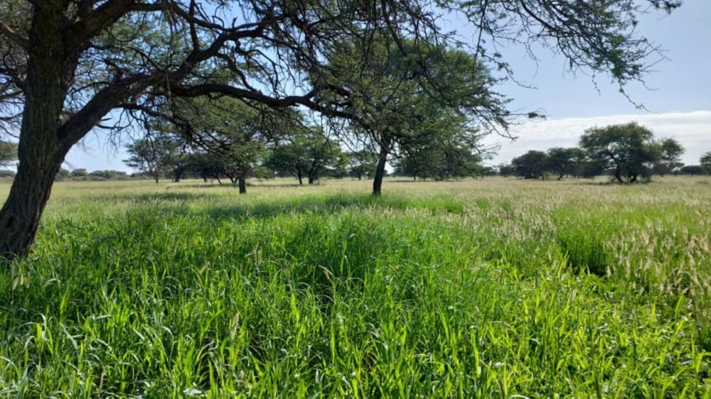 Game farm for sale in Gobabis, Omaheke, Namibia - 3NM1648605 Game farm for sale in Gobabis, Omaheke, Namibia - 3NM1648605