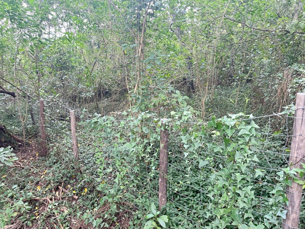 Residential vacant land for sale in Bathurst - 1PF1650439 Residential vacant land for sale in Bathurst - 1PF1650439