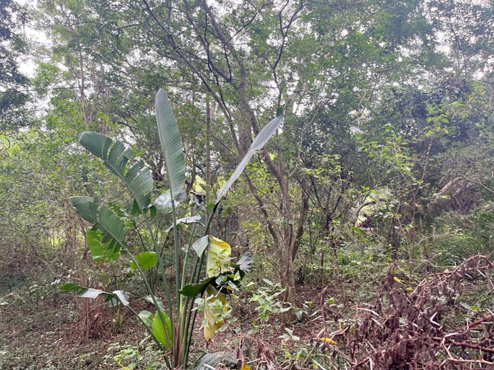 Residential vacant land for sale in Bathurst - 1PF1650439 Residential vacant land for sale in Bathurst - 1PF1650439