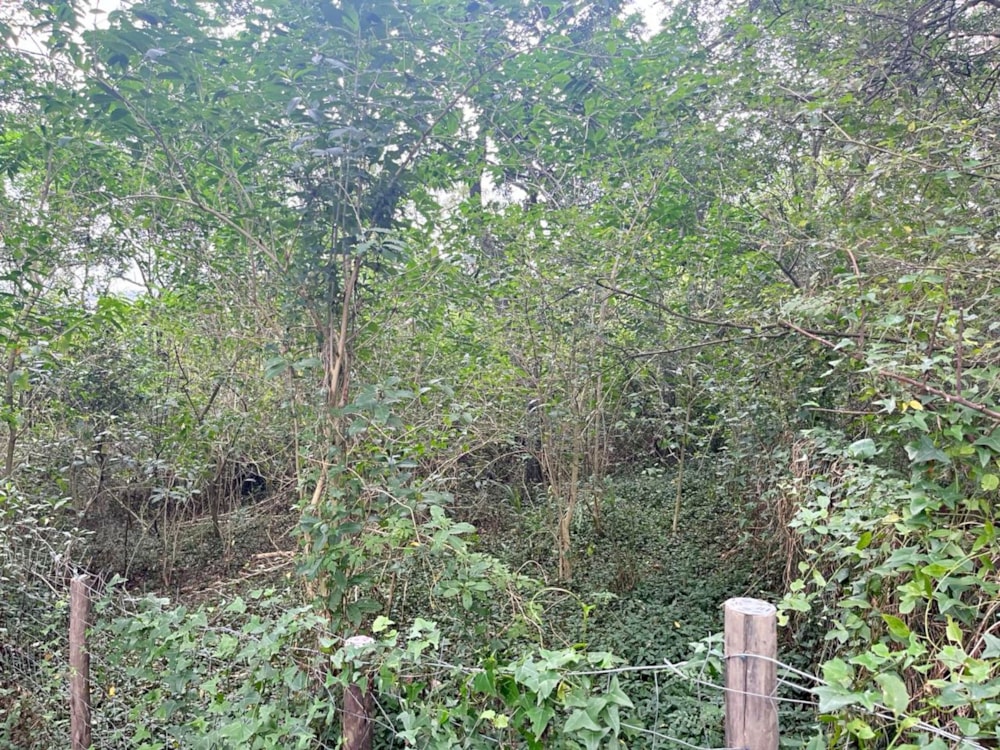 Residential vacant land for sale in Bathurst - 1PF1650439 Residential vacant land for sale in Bathurst - 1PF1650439