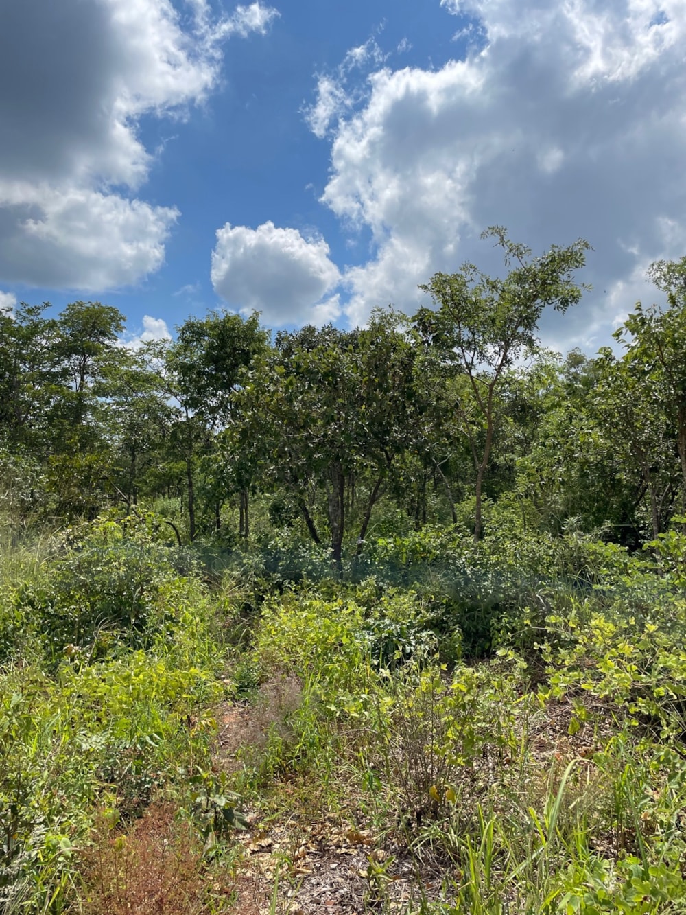 Vacant land for sale in Leopards Hill, Zambia - 3ZA1649287