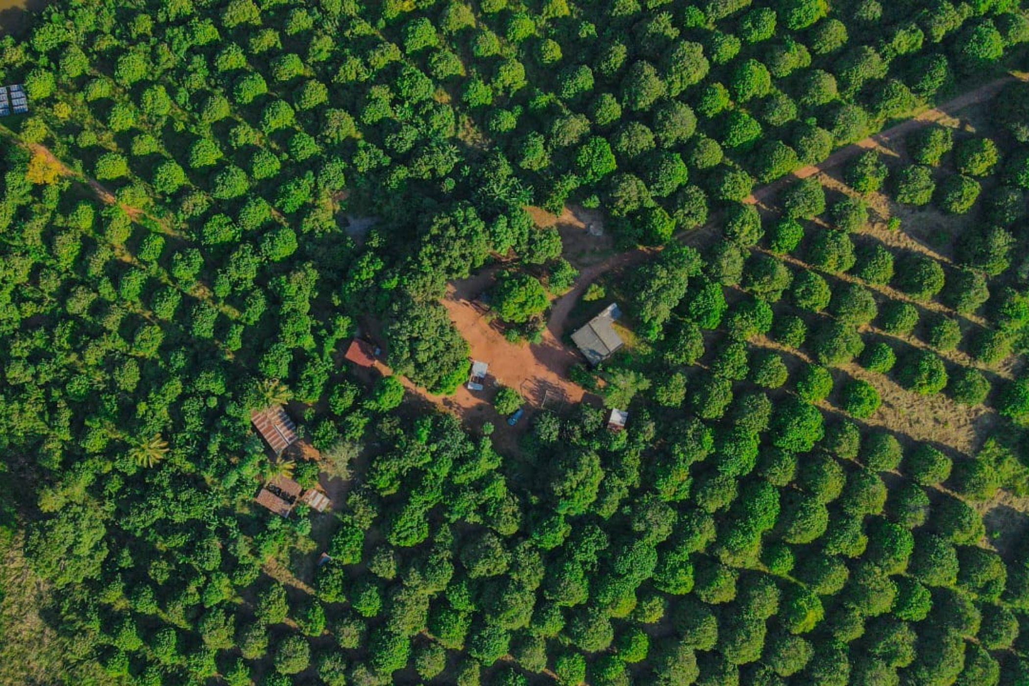 Fruit farm for sale in Zambézia, Zambézia, Mozambique - 3MQ1649518