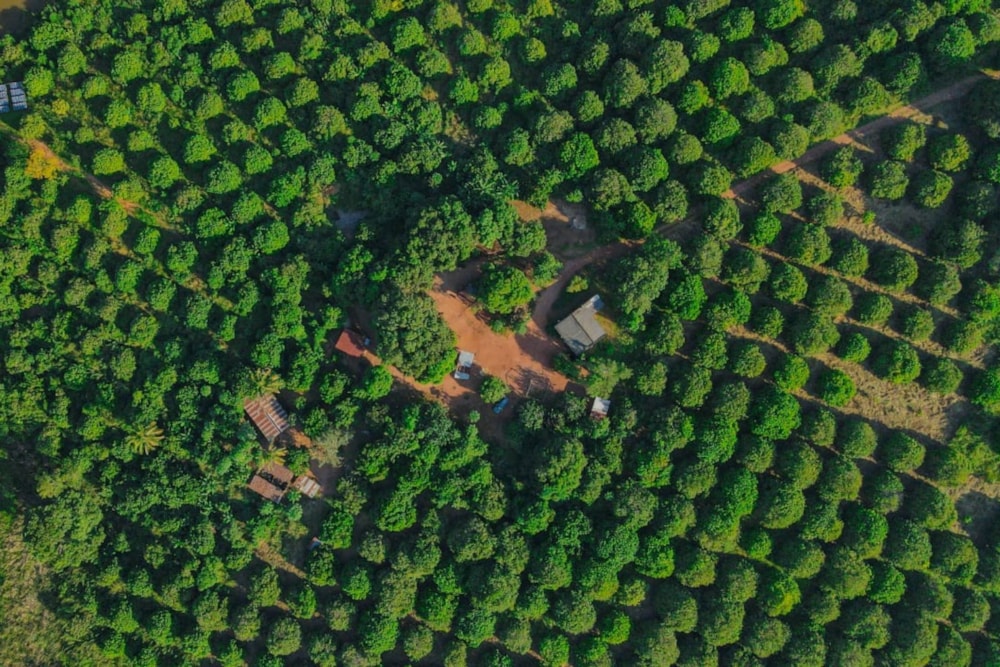 Fruit farm for sale in Zambézia, Zambézia, Mozambique - 3MQ1649518 Fruit farm for sale in Zambézia, Zambézia, Mozambique - 3MQ1649518