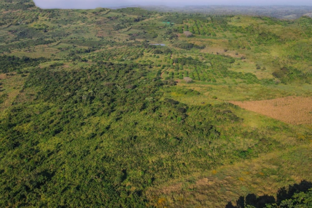 Fruit farm for sale in Zambézia, Zambézia, Mozambique - 3MQ1649518 Fruit farm for sale in Zambézia, Zambézia, Mozambique - 3MQ1649518