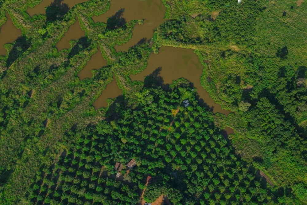 Fruit farm for sale in Zambézia, Zambézia, Mozambique - 3MQ1649518 Fruit farm for sale in Zambézia, Zambézia, Mozambique - 3MQ1649518