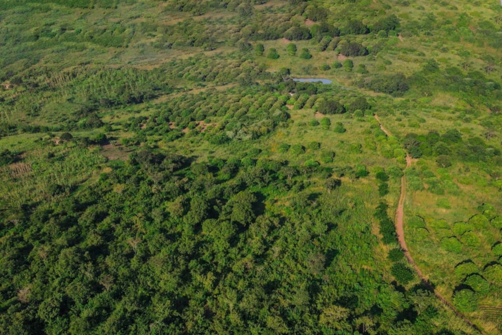 Fruit farm for sale in Zambézia, Zambézia, Mozambique - 3MQ1649518 Fruit farm for sale in Zambézia, Zambézia, Mozambique - 3MQ1649518
