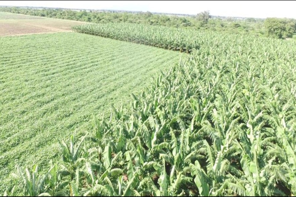 Mixed use farm for sale in Chokwé, Mozambique - 3MQ1649845