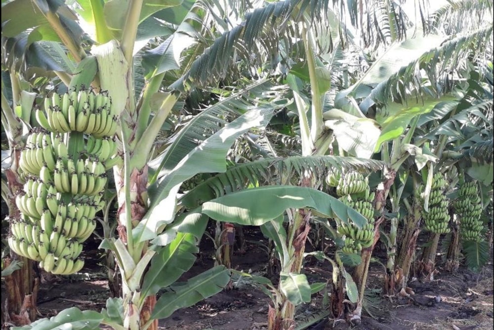 Mixed use farm for sale in Chokwé, Mozambique - 3MQ1649845