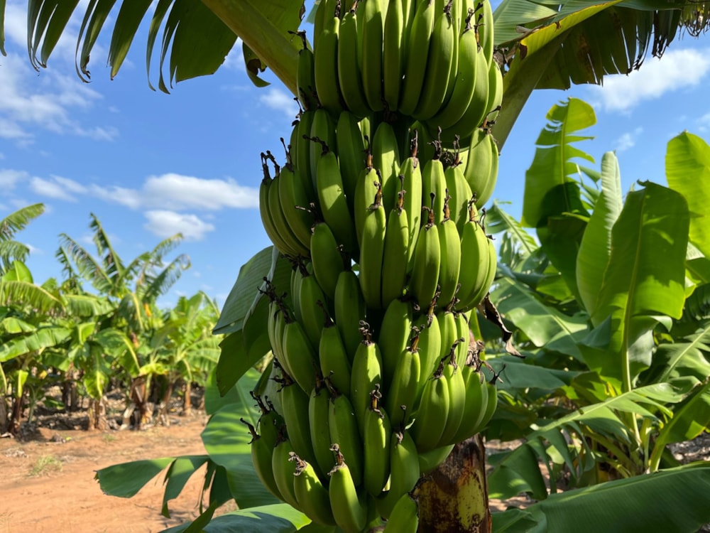 Mixed use farm for sale in Chokwé, Mozambique - 3MQ1649845