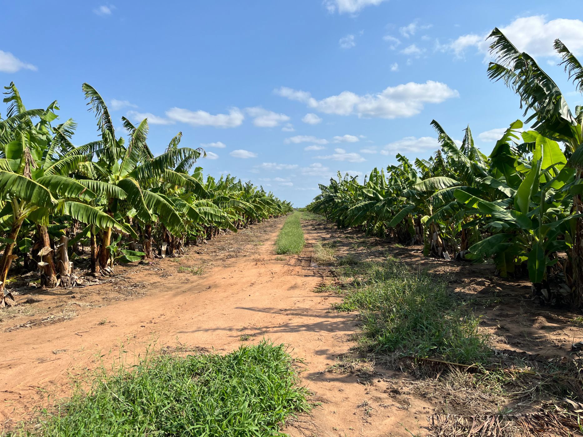Mixed use farm for sale in Chokwé, Mozambique - 3MQ1649845