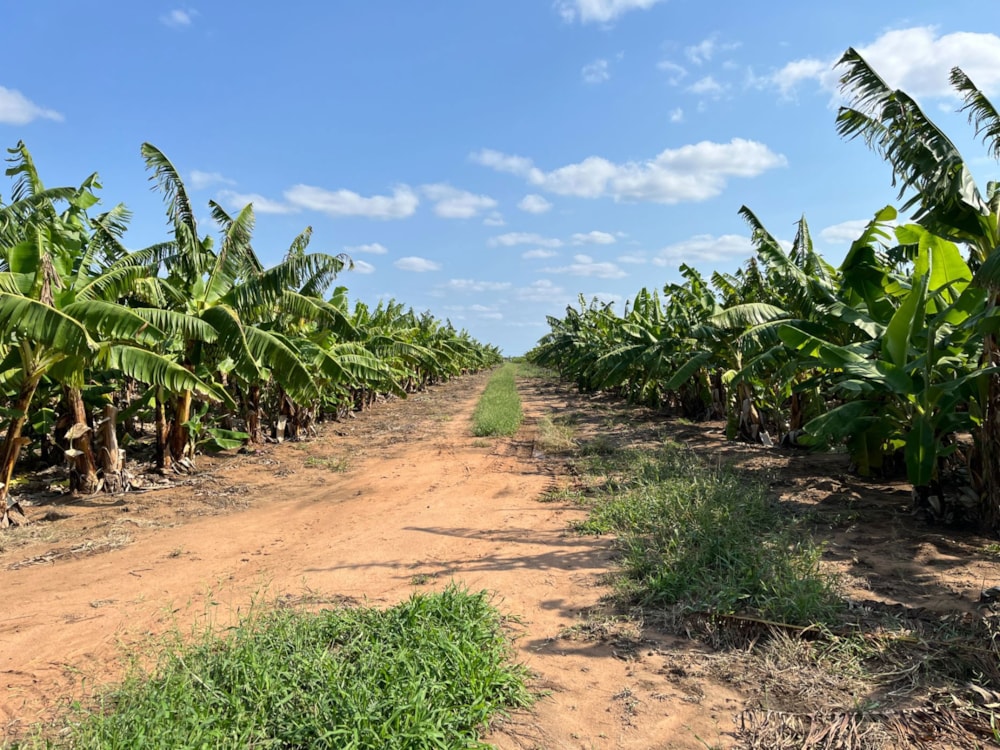 Mixed use farm for sale in Chokwé, Mozambique - 3MQ1649845