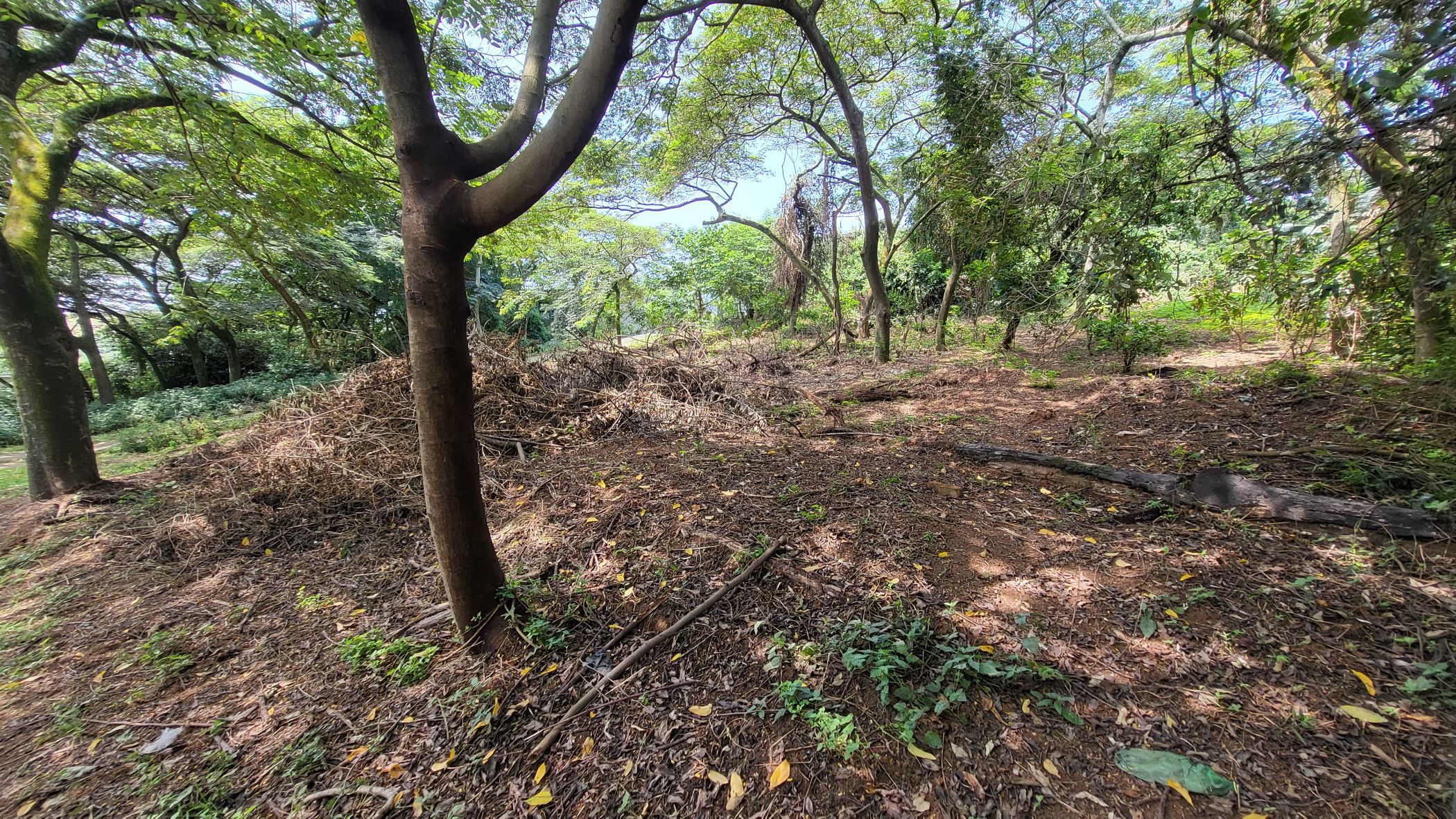 Residential vacant land for sale in Elaleni Coastal Forest Estate - 1BD1650490