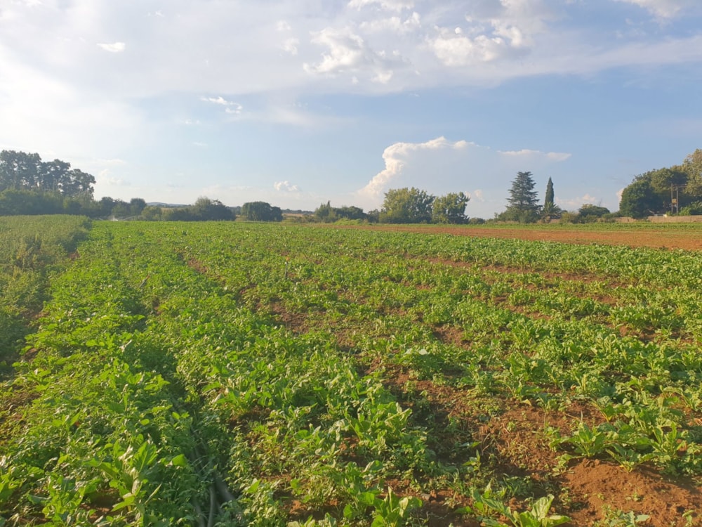 Smallholding for sale in Sherman Park - 1VT1652298 Smallholding for sale in Sherman Park - 1VT1652298