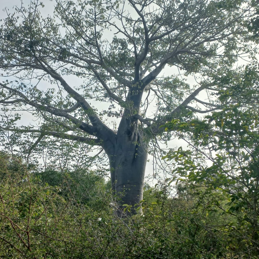 Dairy farm for sale in Inhambane, Inhambane, Mozambique - 3MQ1651800